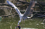grey heron and cormorant