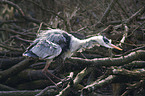 grey heron