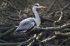 grey heron