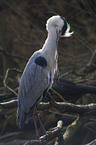 grey heron