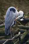 grey heron