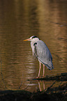 grey heron