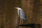 grey heron