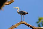 grey heron