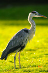 grey heron