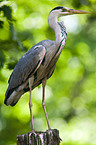 grey heron