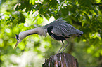 grey heron