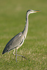 gray heron