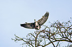 grey heron