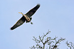 flying grey heron