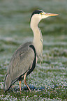 grey heron