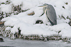 grey heron