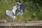 grey heron