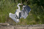 grey heron