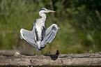 grey heron