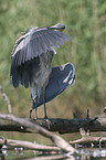 grey heron