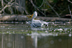 grey heron