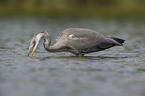 grey heron