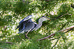 grey heron