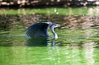 grey heron