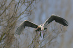 grey heron