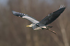 grey heron