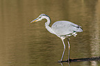 grey heron