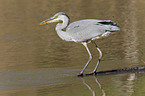 grey heron