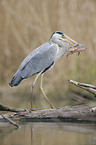 grey heron