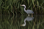 grey heron