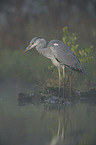 grey heron