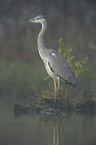 grey heron