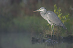 grey heron