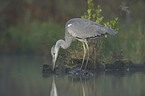 grey heron