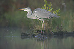 grey heron