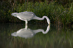 grey heron