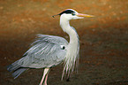 grey heron