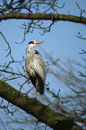 grey heron