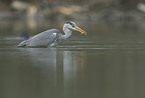 grey heron