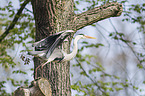 grey heron