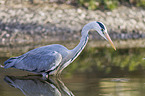 grey heron