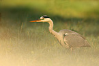 grey heron