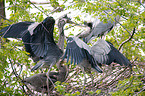 grey herons