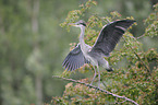 grey heron