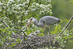 grey heron