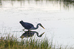 grey heron