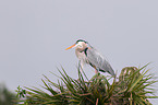 grey heron