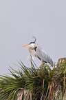 grey heron