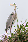 grey heron