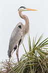 grey heron